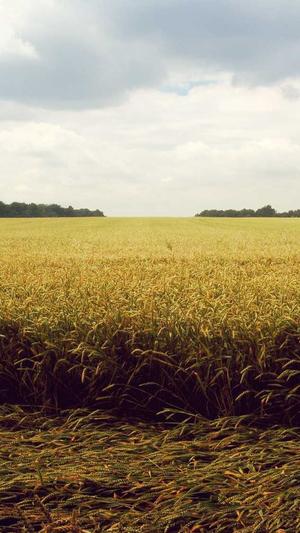 丈哥seo博客工具截图4