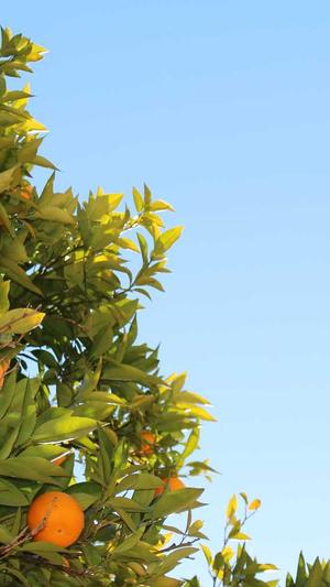 主播炸蜘蛛池截图1