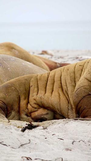 seo优化方案截图1