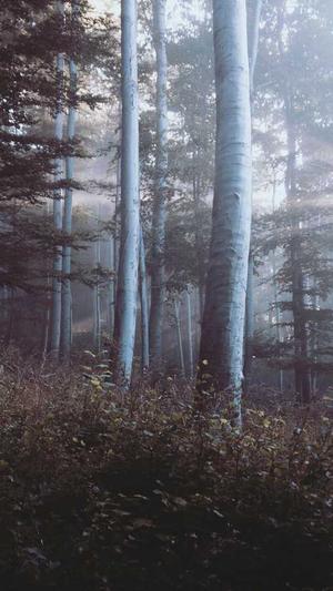 seo泛目录怎么样截图1