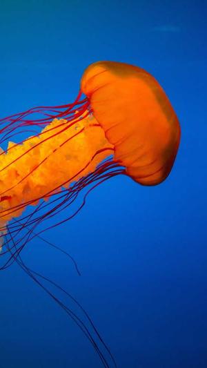 泛目录是什么意思截图2