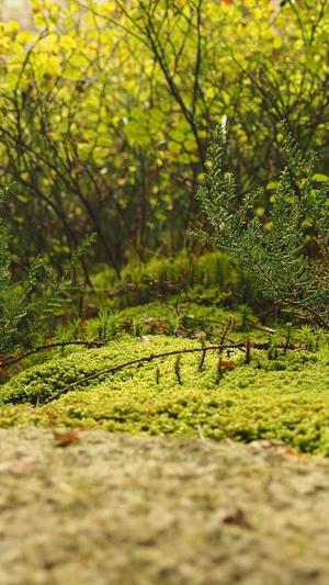 网站seo分析工具包截图4