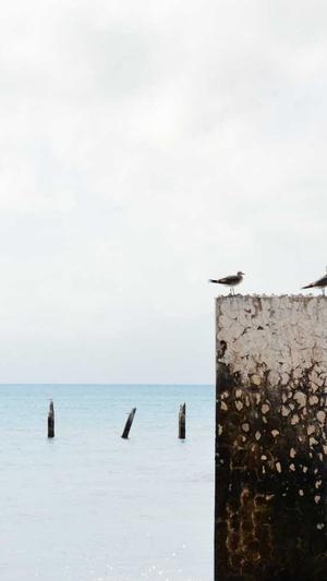 动态蜘蛛池截图4