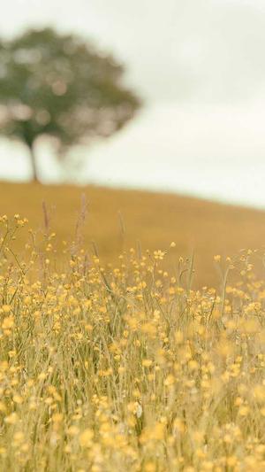 蜘蛛池怎么挂链截图1